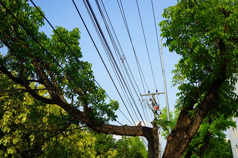 Tree limbs growing around power lines leaving a clear distance between the two