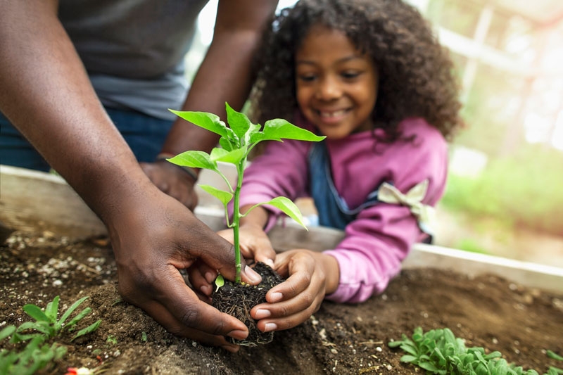 A young girl places a plant into a garden with the help of her father